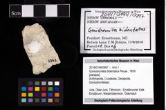 Foto (Objekt + Etikett) von Goniodromites bidentatus (Reuss, 1859)  (NHMW-GEO-2014-0194-0997)